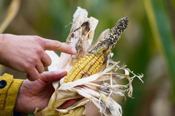 Как защитить кукурузу от распространённых заболеваний: советы для агрономов