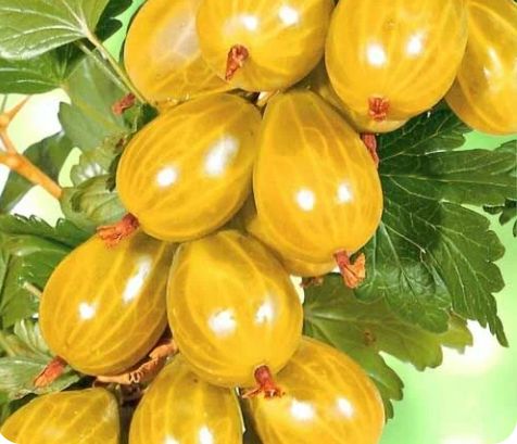 Зачем знать о зимостойкости растений: Как выбрать не подводящий садовый саженец