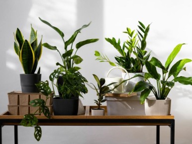 Почему осенняя потеря листьев комнатных растений может стать сигналом тревоги