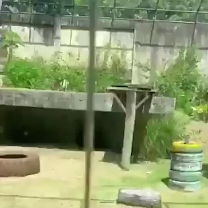 В Бразилии львица убила молодого человека, проникшего в ее вольер в зоопарке