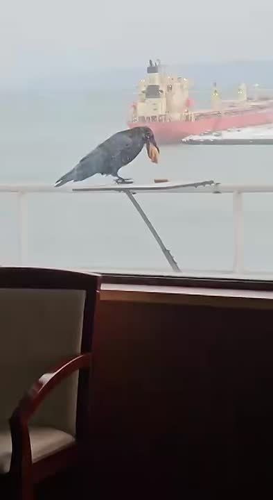 Видео с вороном во Владивостоке, аккуратно собирающим печенье, стало вирусным