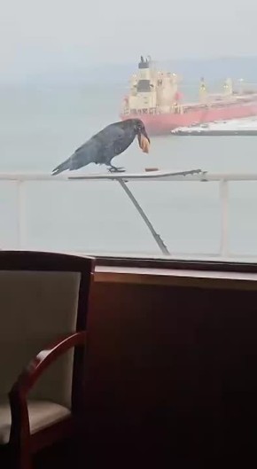 Видео с вороном во Владивостоке, аккуратно собирающим печенье, стало вирусным