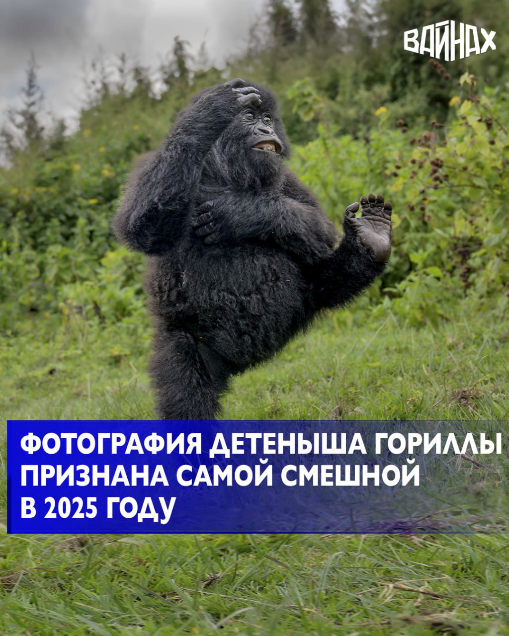 В конкурсе «Nikon Comedy Wildlife Photography Awards» 2025 года победителем стало фото детеныша гориллы под названием «Дай пять»