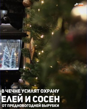 В преддверии новогодних праздников в Чеченской Республике проведут работу по предотвращению вырубки хвойных деревьев