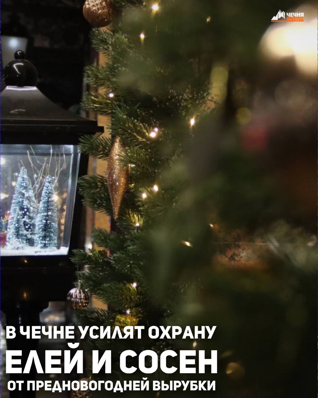 В преддверии новогодних праздников в Чеченской Республике проведут работу по предотвращению вырубки хвойных деревьев