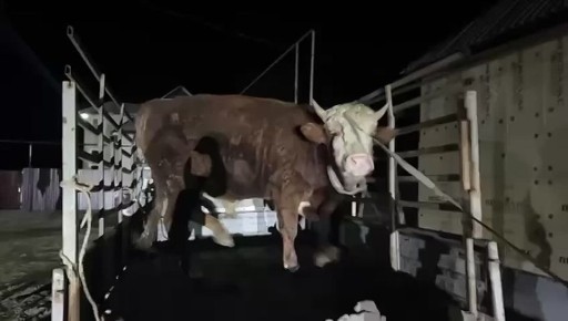 Жительнице станицы Старогладовская Шелковского муниципального района привезли корову сразу после обращения к Главе региона Рамзану Кадырову в ходе его прямой линии