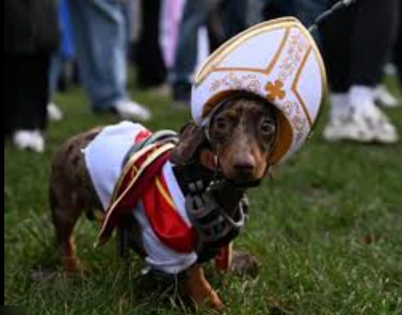 В лондонском Гайд-парке сотни такс собрались на рождественский парад В лондонском Гайд-парке сотни такс собрались на рождественский парад