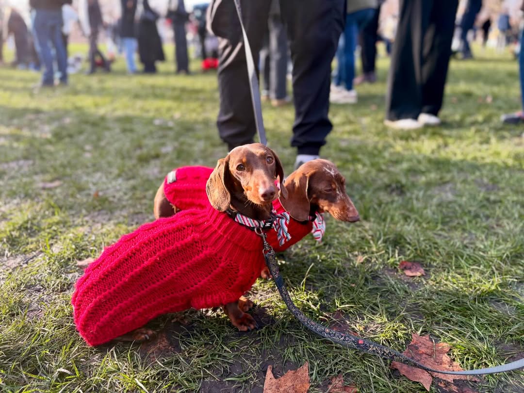 В лондонском Гайд-парке сотни такс собрались на рождественский парад В лондонском Гайд-парке сотни такс собрались на рождественский парад
