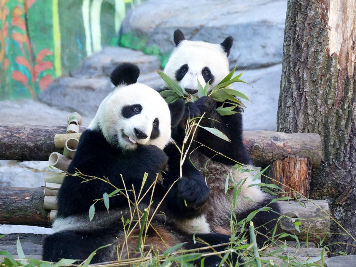 Япония впервые за 53 года лишится всех панд из-за охлаждения отношений с Китаем