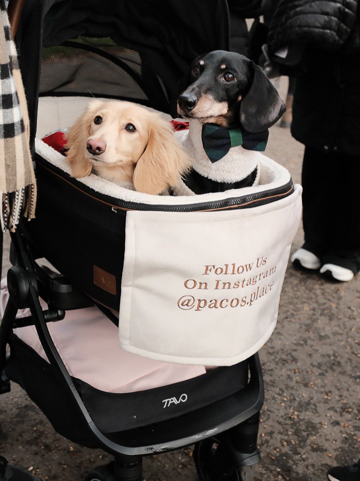 В лондонском Гайд-парке сотни такс собрались на рождественский парад В лондонском Гайд-парке сотни такс собрались на рождественский парад