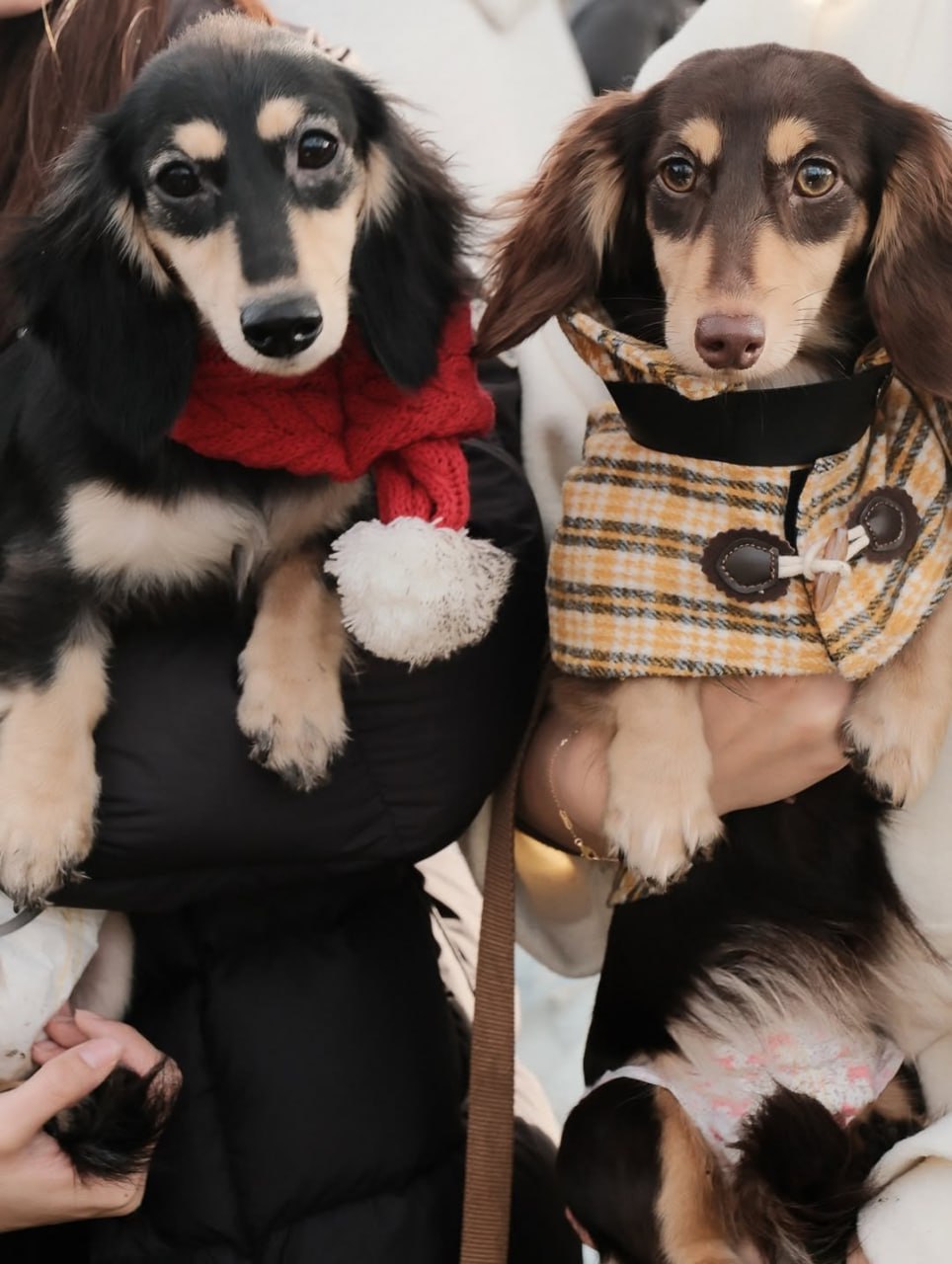 В лондонском Гайд-парке сотни такс собрались на рождественский парад В лондонском Гайд-парке сотни такс собрались на рождественский парад