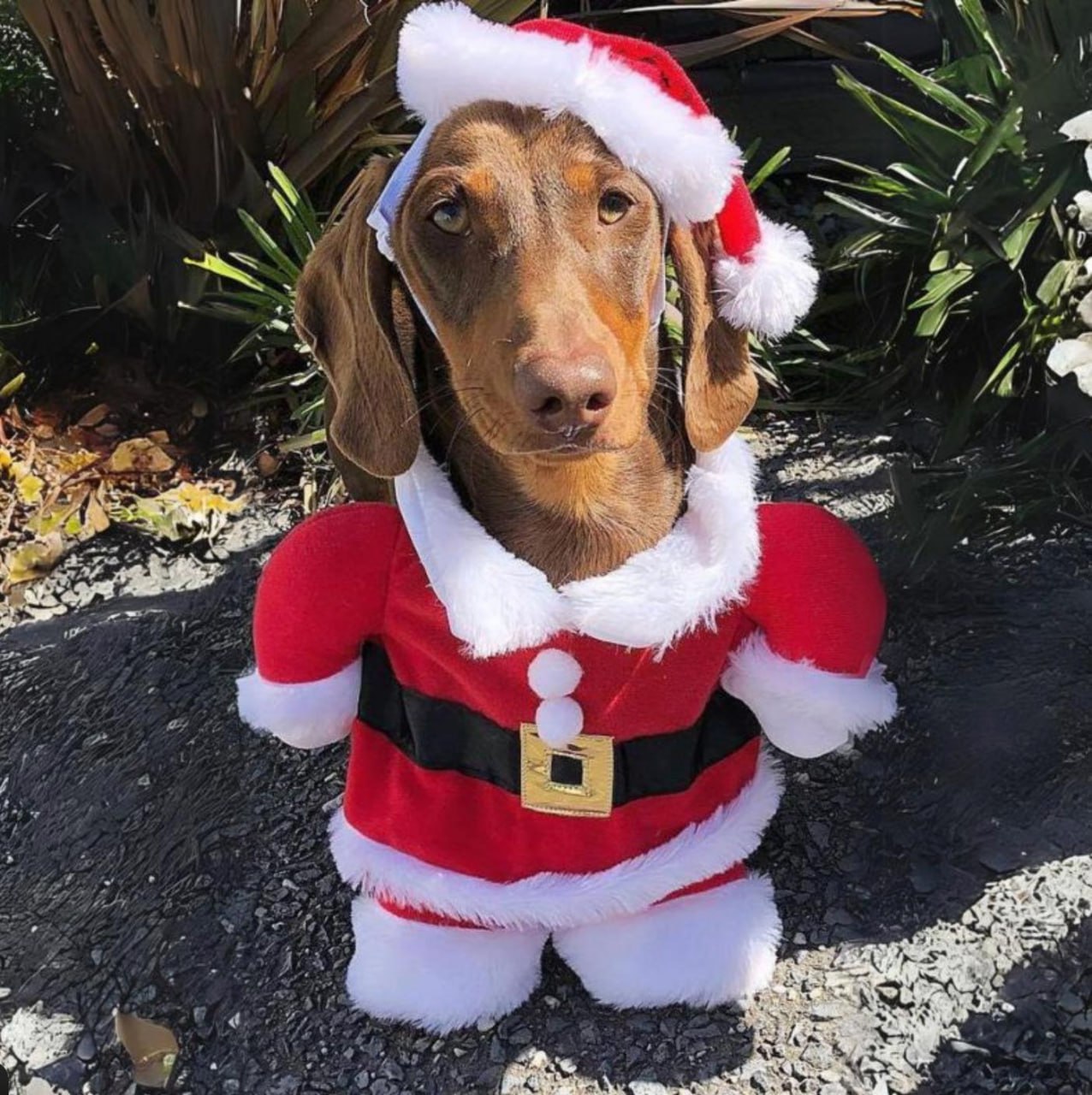 В лондонском Гайд-парке сотни такс собрались на рождественский парад В лондонском Гайд-парке сотни такс собрались на рождественский парад