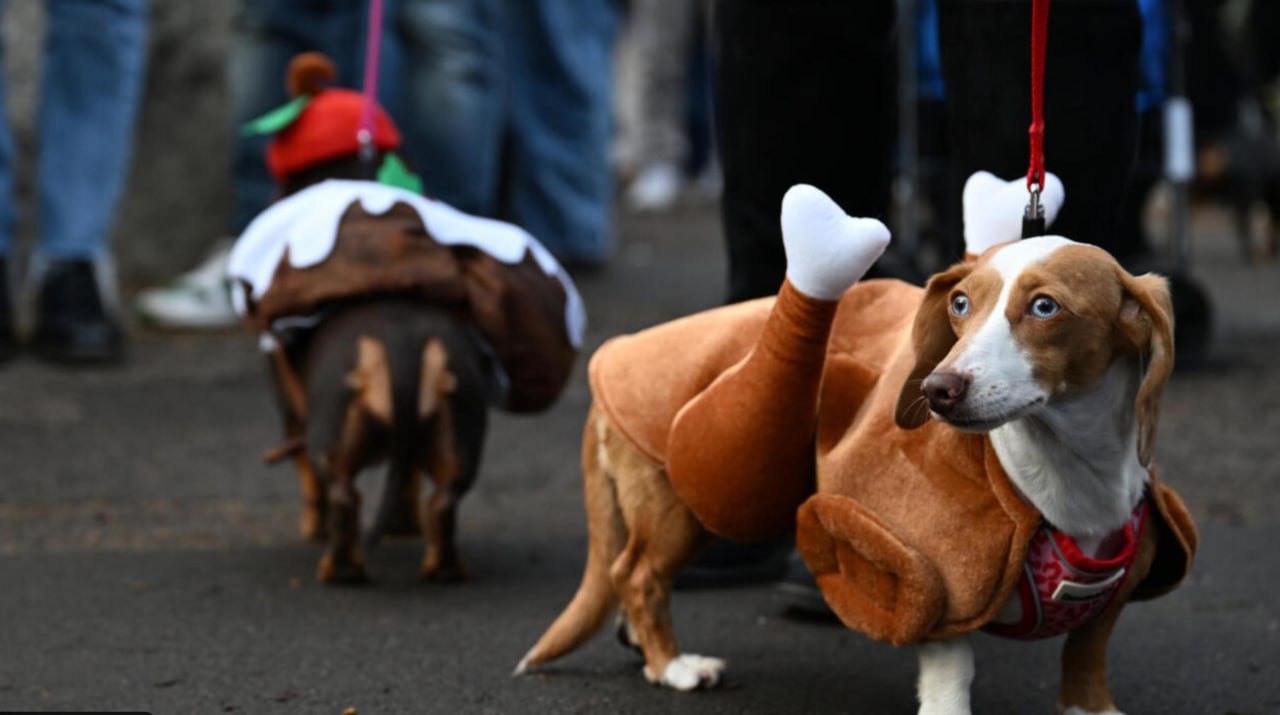 В лондонском Гайд-парке сотни такс собрались на рождественский парад В лондонском Гайд-парке сотни такс собрались на рождественский парад