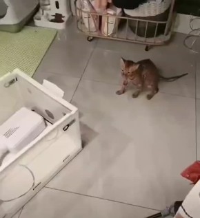 Жительница Китая по неосторожности постирала собственного кота