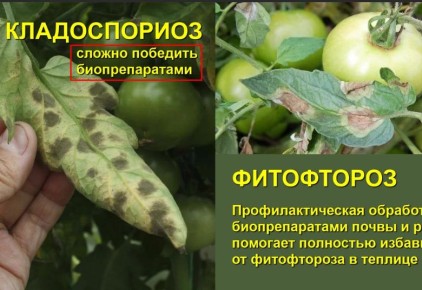 ��� �������� ������������ �� ��������� �������: ������� ���� ������