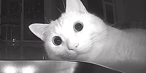 Автоматическая кормушка «сломала» кота: сразу после установки устройства пушистик начал постоянно дежурить возле неё, в ожидании очередной порции еды Автоматическая кормушка «сломала» кота: сразу после установки устройства пушистик начал постоянно дежурить возле неё, в ожидании очередной порции еды