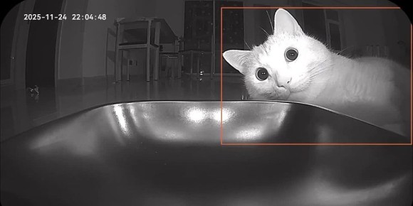 Автоматическая кормушка «сломала» кота: сразу после установки устройства пушистик начал постоянно дежурить возле неё, в ожидании очередной порции еды