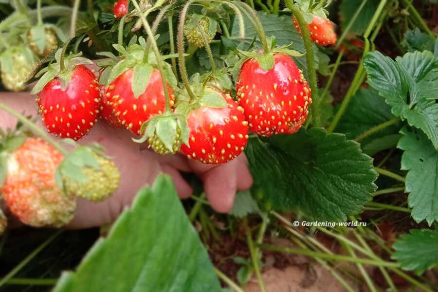 Как правильно наполнить грядки после клубники: 4 отличных варианта и советы по подготовке