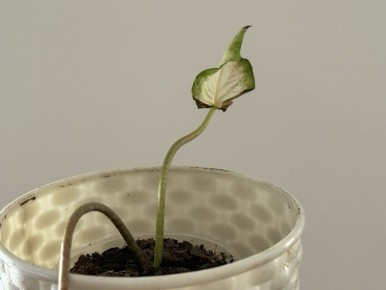 ������� ��������� ��������: ��� ������� �������� � ���������� �������� ���������