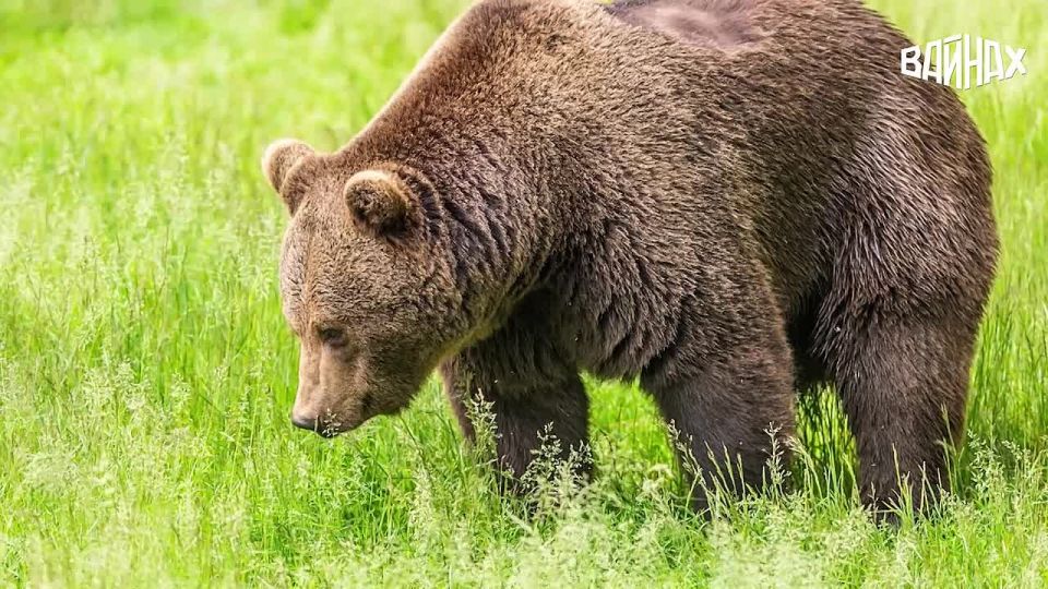 Хотите знать свой язык еще лучше? А может быть, мечтаете выучить чеченский язык?