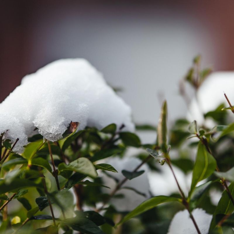 Снег на вашем участке: как использовать его для защиты растений и предотвратить возможные угрозы