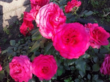 ��� ������ ����� � ������� �������