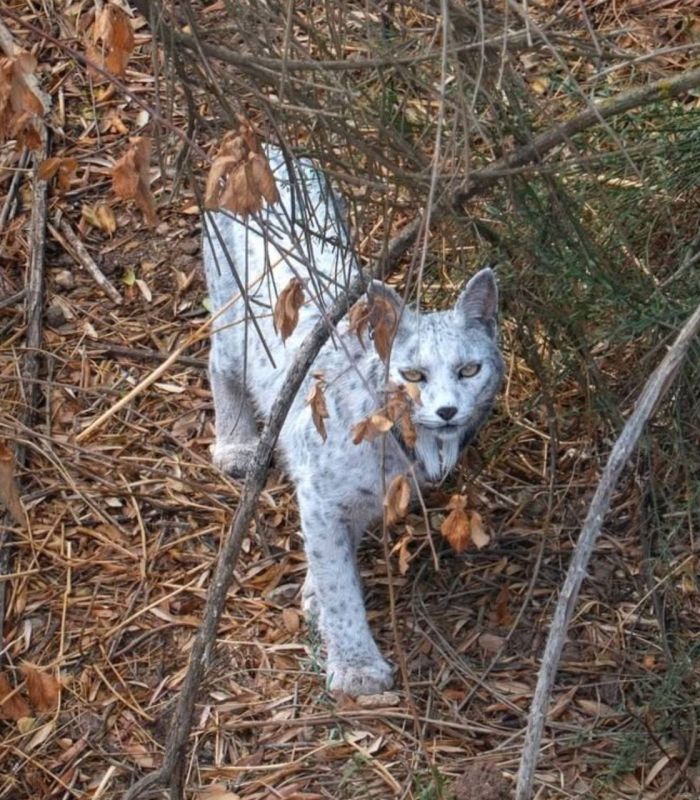 � ��������� �������� ������������ ����� ���������� ����� ����