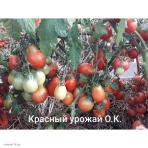 ����� ������� ������: ������� ��������� ������ ��� ������ ������