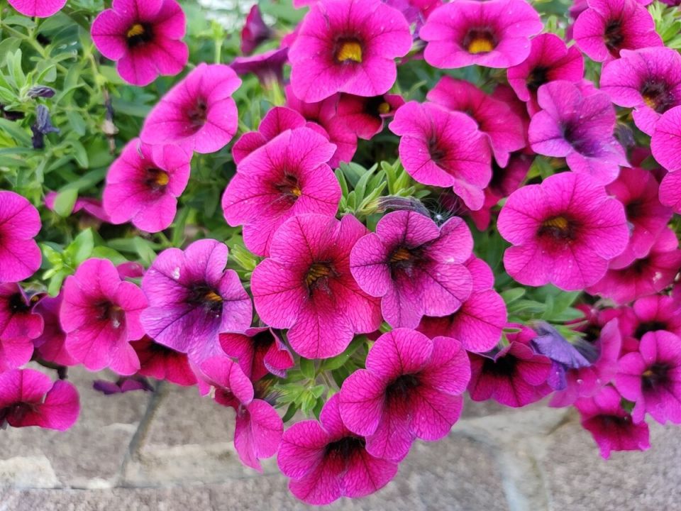 Пять уникальных цветов для подвесных корзин: замените привычные петунии