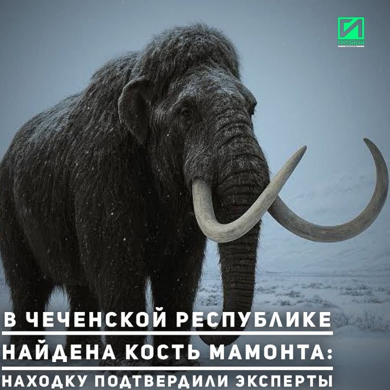 В Надтеречном районе Чеченской Республики была обнаружена хорошо сохранившаяся кость мамонта