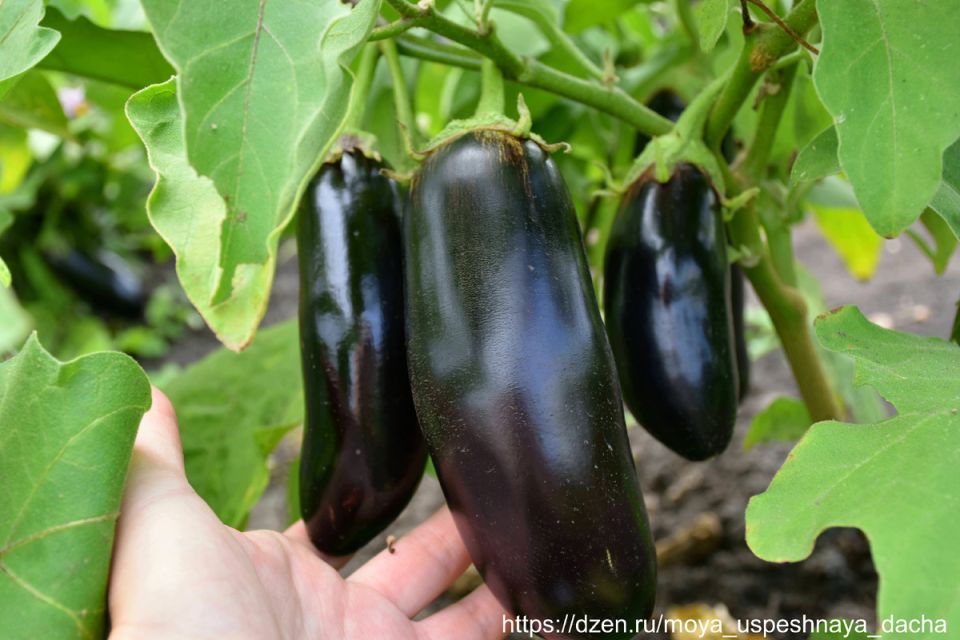 Баклажан «Эфиоп»: как этот сорт завоевал сердца огородников