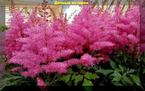 ��� ������� ����� ��� � ������������� ��������������: ������� � ������ ��������