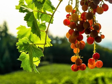 Антракноз винограда: как остановить грибковую угрозу и спасти урожай