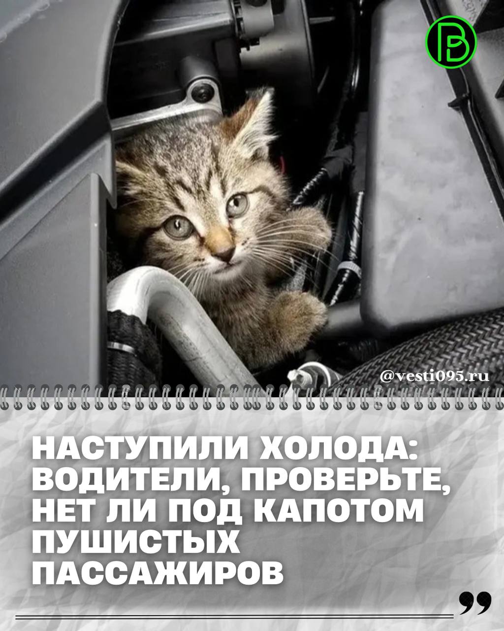 С наступлением холодов многие животные, особенно коты, ищут тёплые места для укрытия