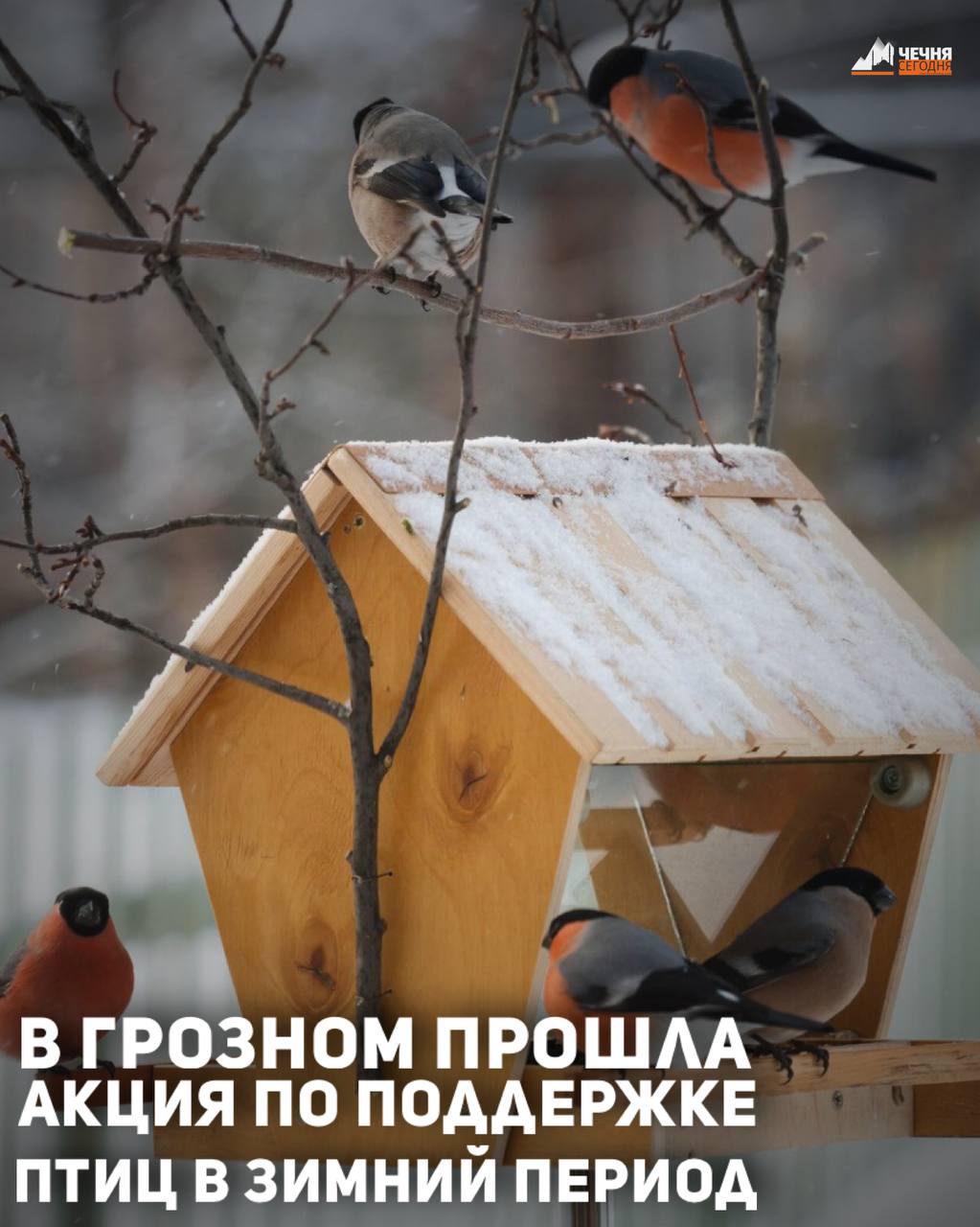 На территории зелёной зоны города Грозного состоялась экологическая акция «Покормите птиц зимой», направленная на помощь пернатым в зимний период