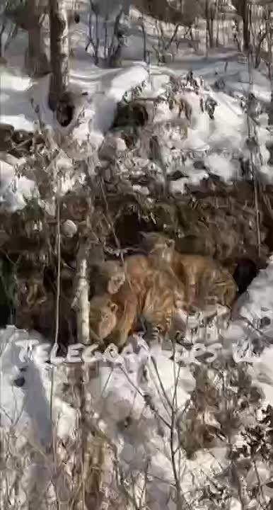 ������ ������ �������� ����� ������ ���� - ������ � ���������� ����