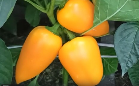 ��������� ����� ��� ������ ����: ������� ���� ������ ��������������