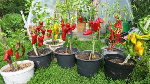 ����� � ������: ��� �������� ����� �������� � �������� ������