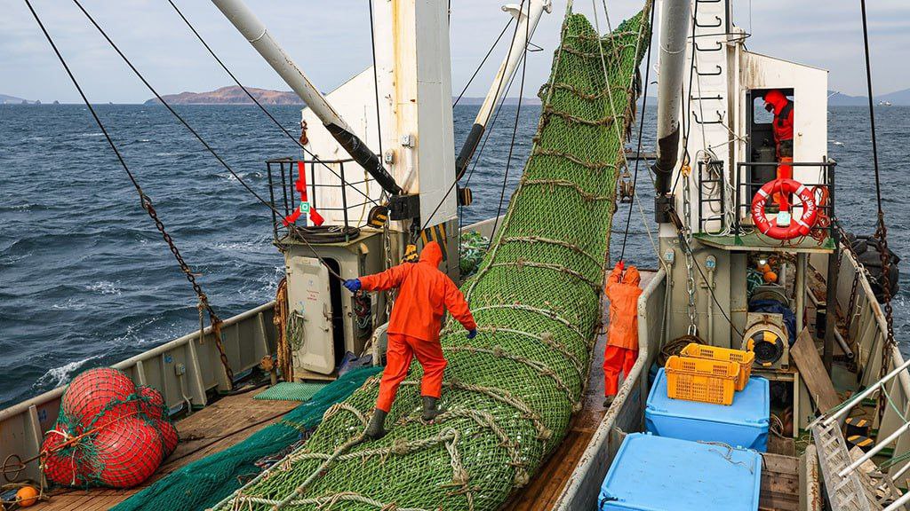 Минувший год стал рекордным для России по добыче минтая