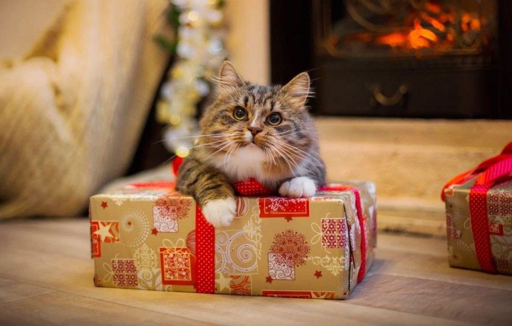 Соцфонд перечислил самые неожиданные обращения в контакт-центр ведомства в 2025 году: