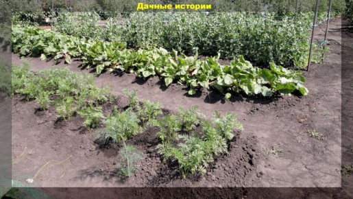 Как правильно сеять морковь и свеклу: советы для удачного урожая