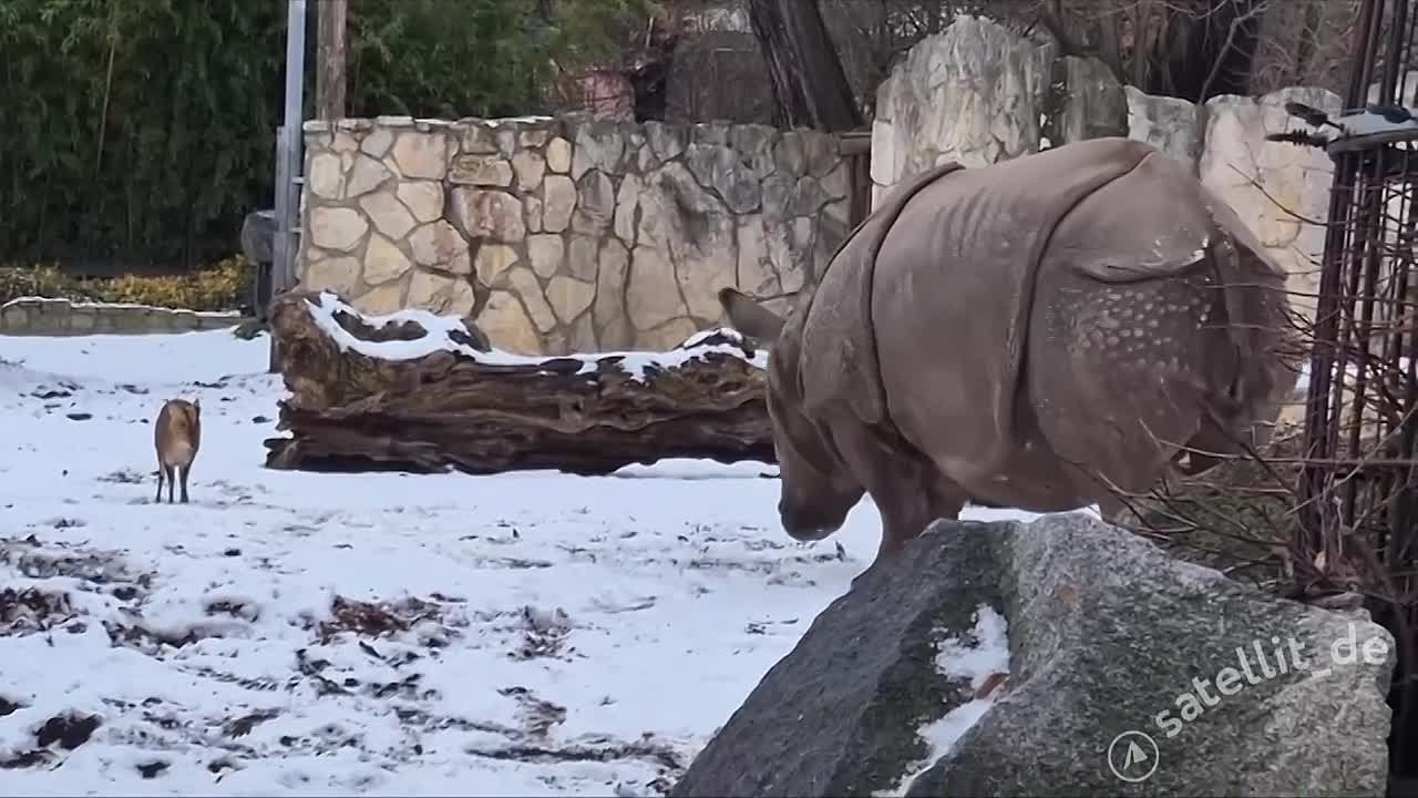 Видео из польского зоопарка, на котором 13-килограммовый мини-олень (мунтжак) атакует почти двухтонную самку носорога, проявляющую терпение и доброту к «агрессору»
