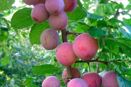 ����� ����������: ��������� ����� ��� ������ ����