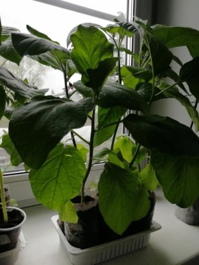 Возвращение старых сортов: Почему садоводы снова выбирают баклажаны из прошлогодних семян