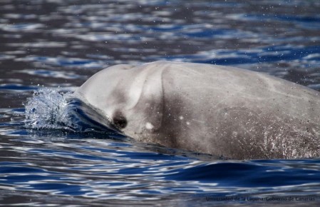 ������� �������: ��� ����������� ������� ������ ����?