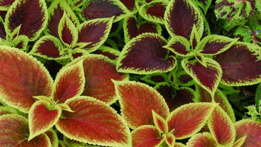 ������ �������: ��� ������ �� ����� ���������� ��������� �������