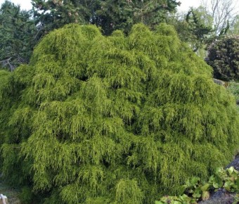 ����������� �������������: ������� ������� ��� ������ ����