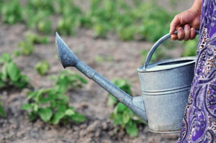 ��� �� ��������� ���������: ������ �� ������ � ����