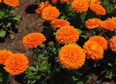 �����, ������� ������ ��� ����