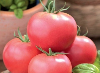 �������� ��� ���� ����� �������� ����